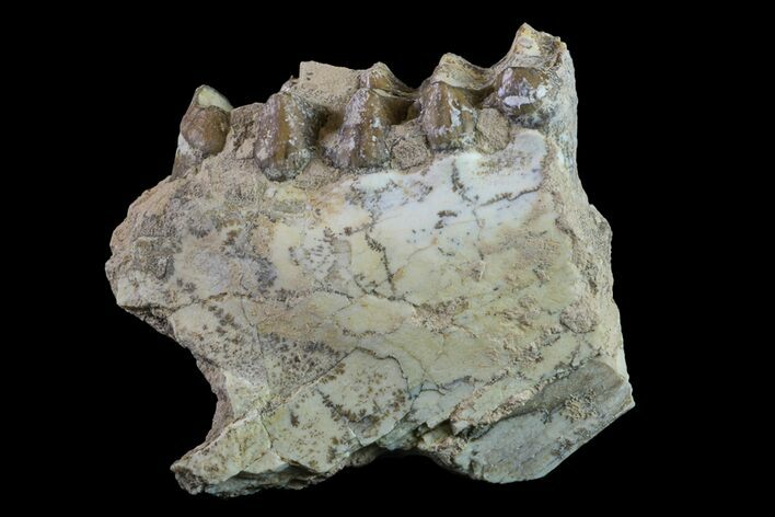 Oreodont (Merycoidodon) Jaw Section - South Dakota #157358